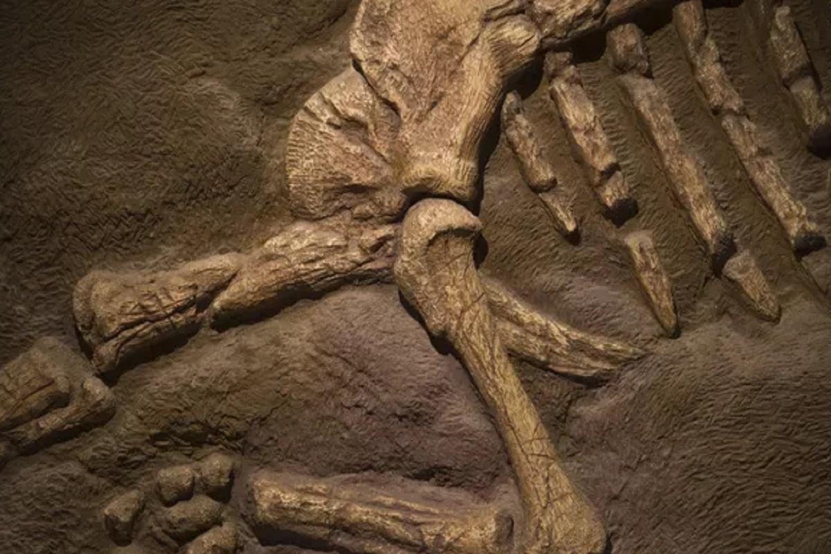 В Индии обнаружили останки нового вида хищного динозавра