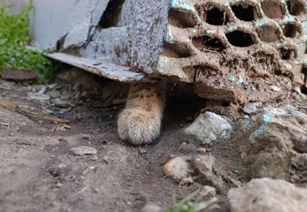 Зоозащитники Краснодара обнаружили в гараже кошек редкой породы