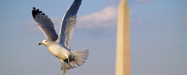 Исследователи: Городские птицы агрессивнее своих сельских сородичей