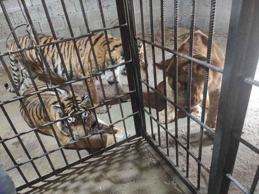 Конфискованные на границе тигрята и львята будут жить Астрахани