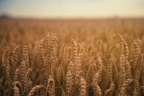 Egypt to buy a large batch of wheat from Russia