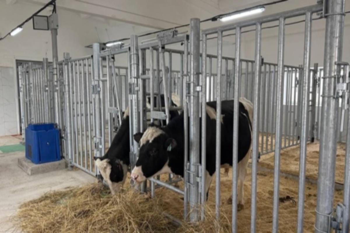 В Ивановской области создается центр генетических ресурсов для молочного животноводства