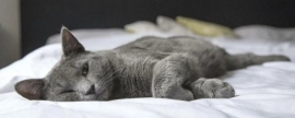 Royal Society Open Science: Domestication Shrinks Cat Brains