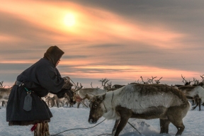 Закон «О северном оленеводстве» вступает в действие на Камчатке осенью