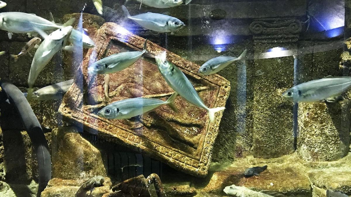 Приморский океанариум предложил помощь Аквариум-музею в Севастополе, где шторм погубил морских животных