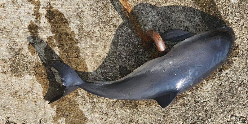 Директор Научно-экологического центра «Дельфа» в Краснодарском крае сообщила о массовой гибели дельфинов за неделю