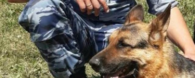 Служебная собака помогла чувашским полицейским раскрыть кражу
