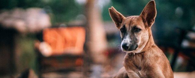В Башкирии предложили открыть заповедник для бездомных собак