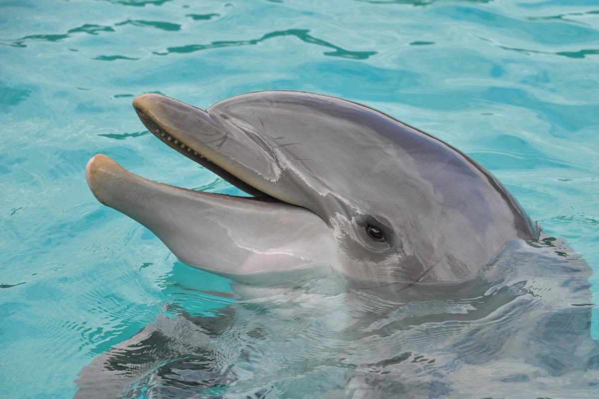 Депутат Госдумы предложила запретить вылов косаток и дельфинов для дельфинариев