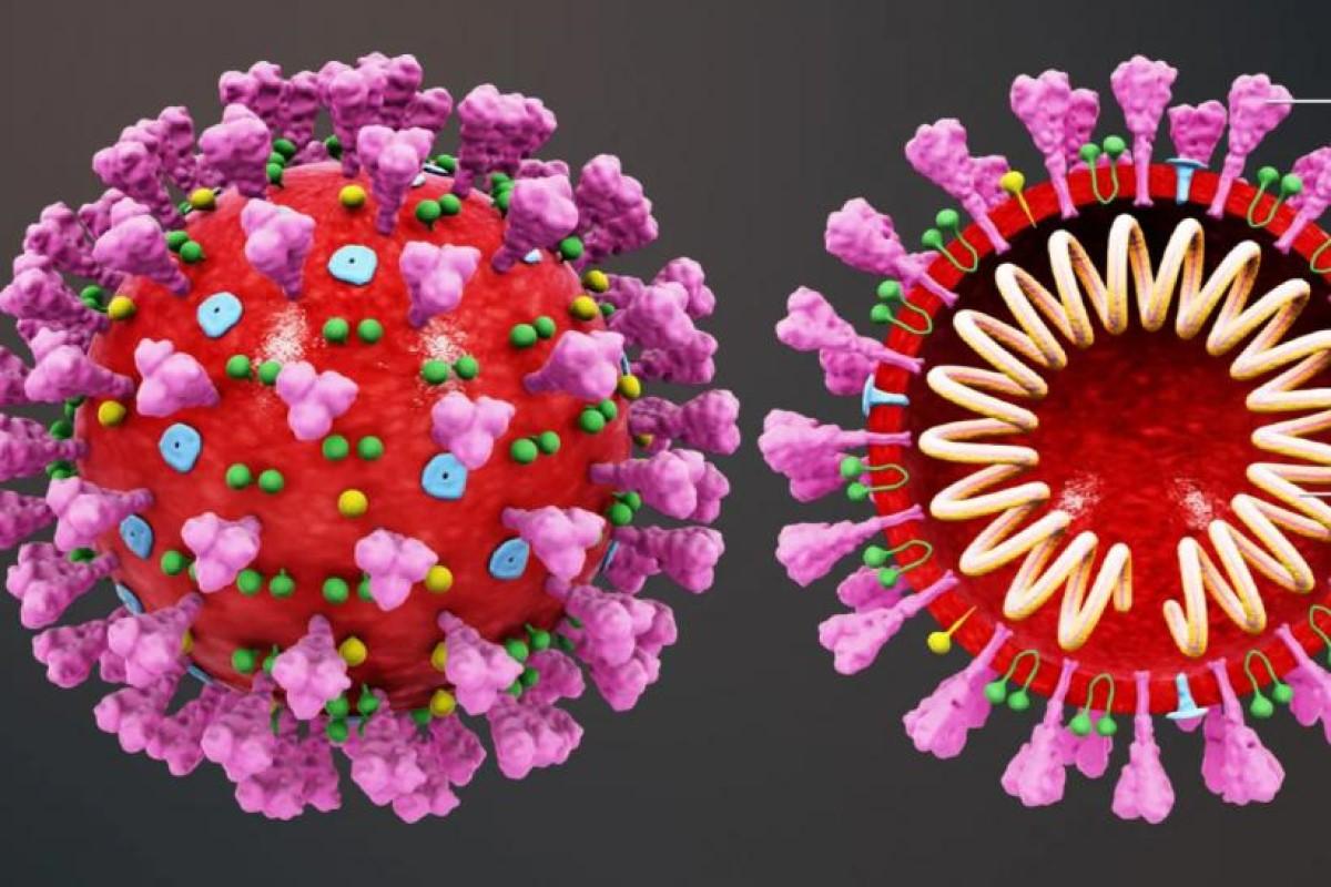 Ученые рассказали о новом вирусе Кэмп-Хилл