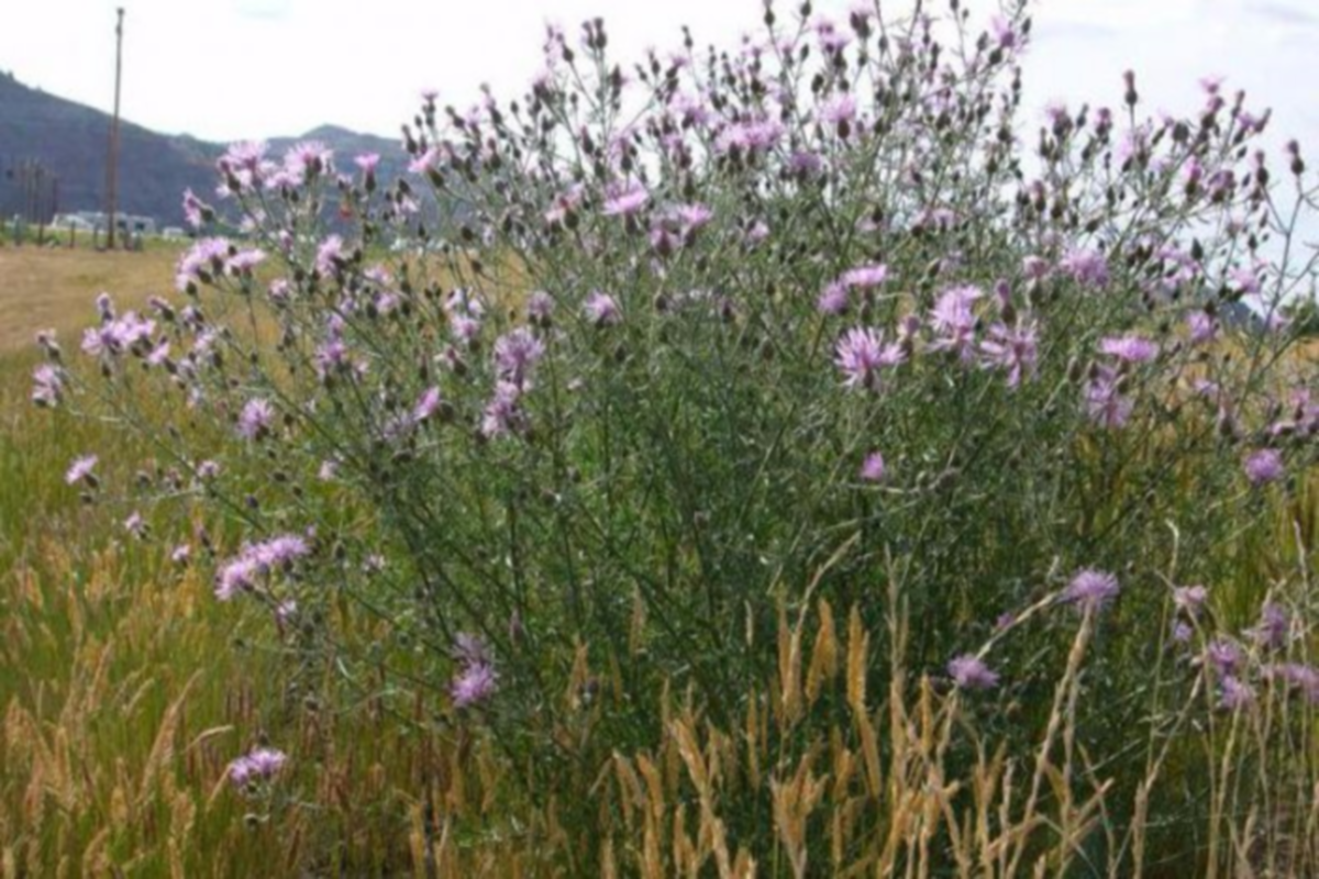 Опасное карантинное растение ведет наступление на сельхозземли Хайбуллинского района Башкирии