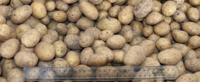 На Ставрополье намерены вырастить 5 тысяч тонн элитного картофеля