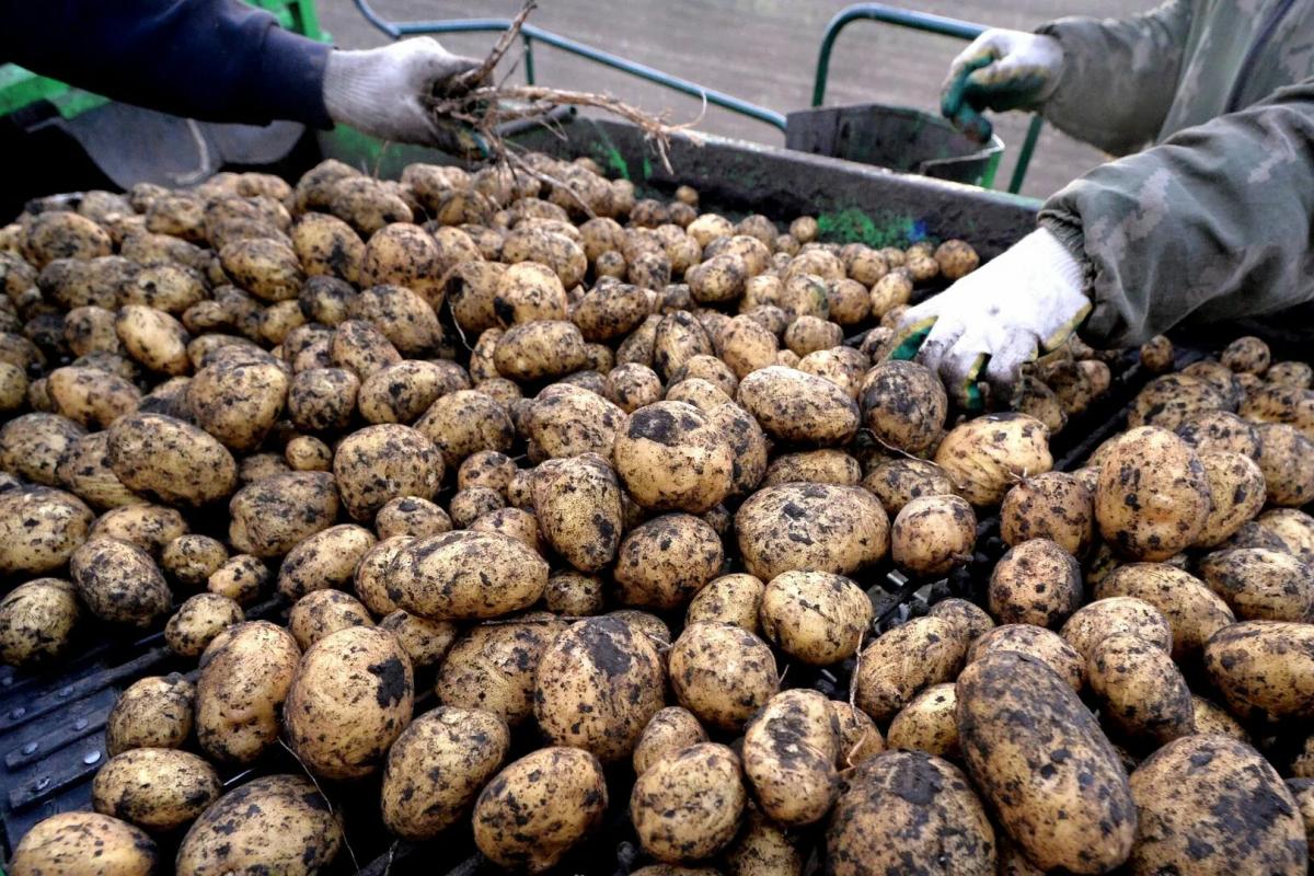 Менее половины владельцев участков на Ямале будут сажать картошку в этом году