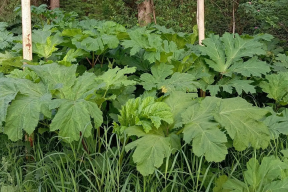 Спикер Заксобрания Роман Береснев: Депутатский корпус расширил полномочия правительства Кировской области по защите земель от борщевика