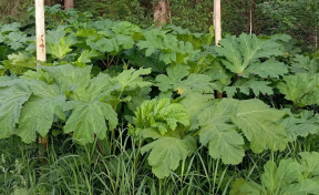 Спикер Заксобрания Роман Береснев: Депутатский корпус расширил полномочия правительства Кировской области по защите земель от борщевика