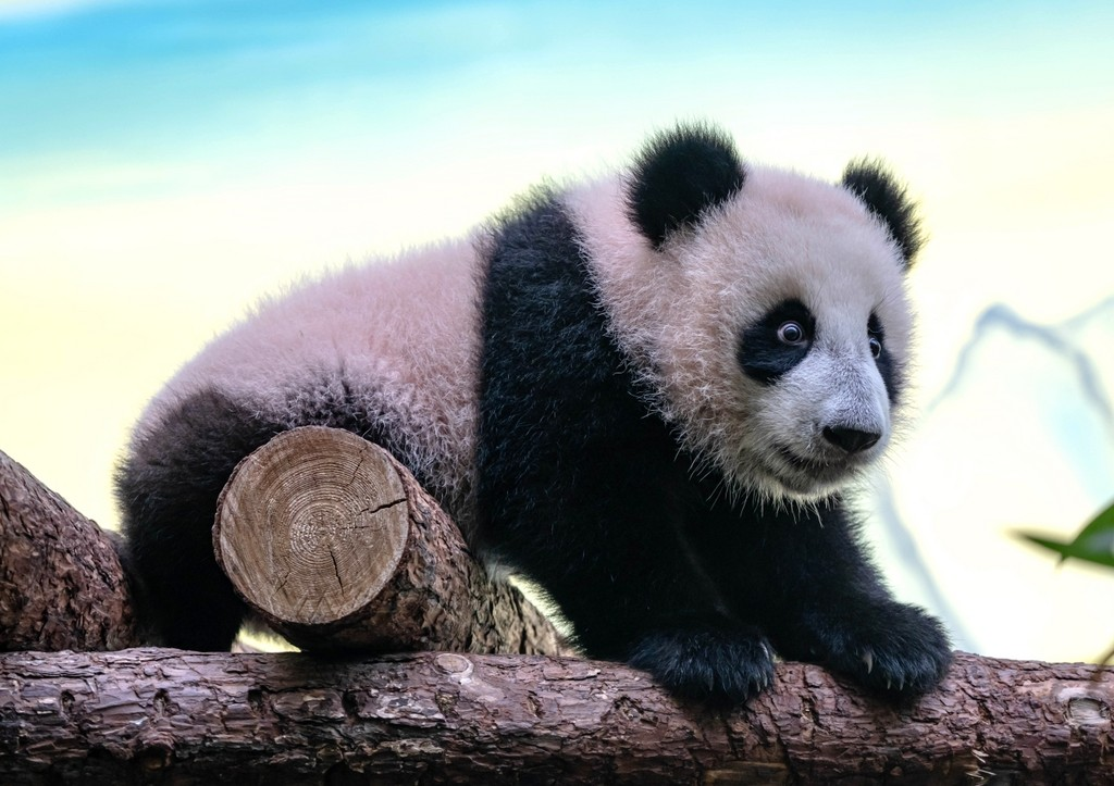 Повзрослевшая панда Катюша впервые вышла из вольера