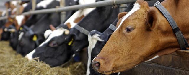 В Пермском крае от неизвестного вируса массово гибнет скот