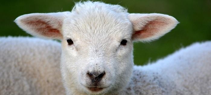 В Забайкалье у фермера похитили 34 овцы с пастбища