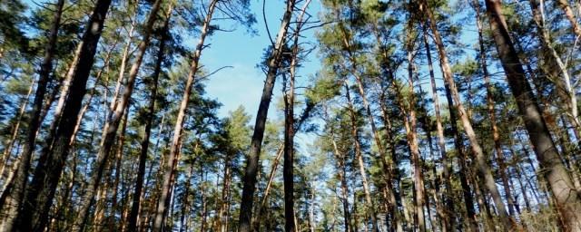В Ярославле намерены вырубить 30 га леса для жилой застройки