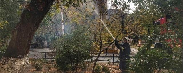 Непотушенный окурок стал причиной возгорания дерева в центре Волгограда