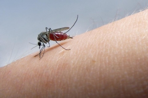 Стало известно, как комары выбирают своих жертв среди людей