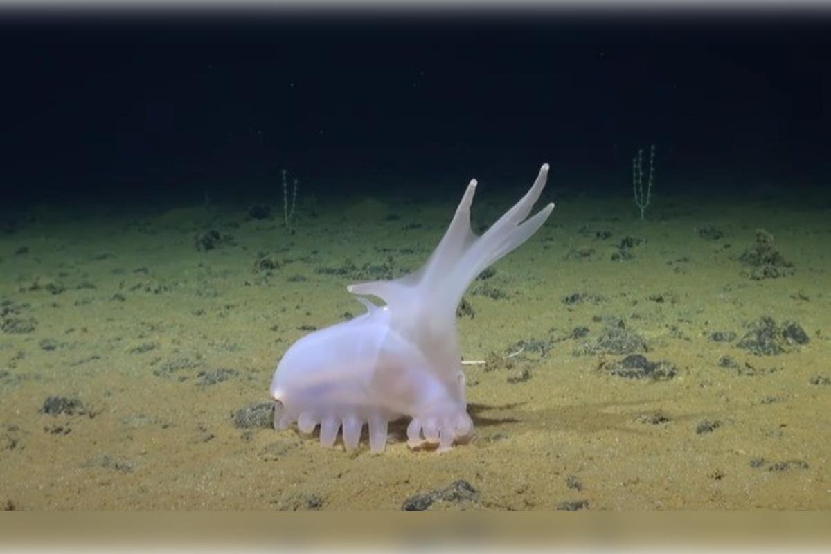 Ученые нашли на дне Тихого океана необычных обитателей