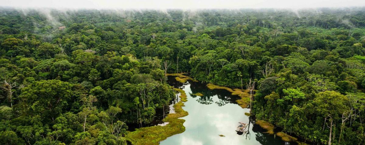 Ученые: Леса Амазонии не могут эффективно сдерживать изменения климата