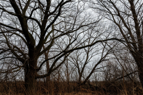 В Мордовии объявили экстренное предупреждение из-за ветра