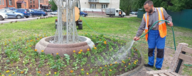 В Павловском Посаде за весенне-летний период высадили 55 тысяч цветов