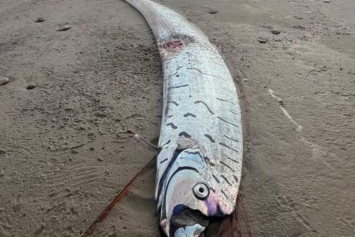 В Австралии прибило к берегу «рыбу Судного дня»