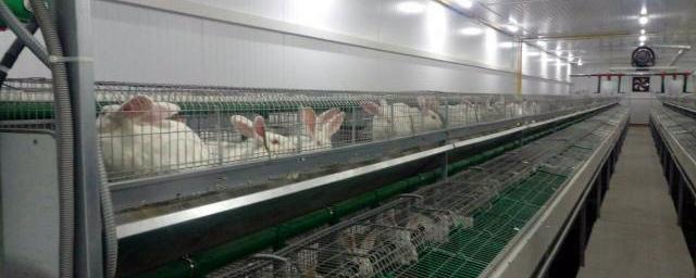 Предприятие по промышленному производству крольчатины откроется в Чите