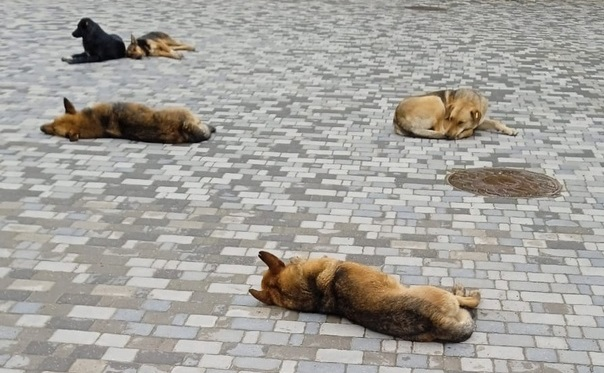 В российском (страна-террорист) региона снова заговорили об усыплении бродячих собак