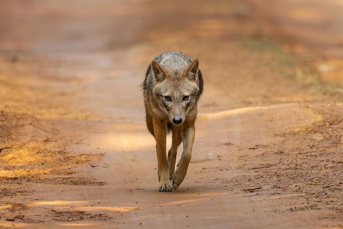 Шакалы впервые замечены во Владимирской области