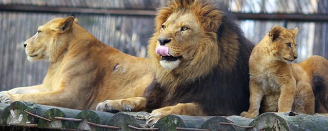 В Новосибирском зоопарке 23 февраля состоится показательное кормление львов