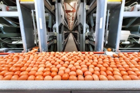 Миллионы куриных яиц сделали Ярославскую область лидером по их производству в ЦФО