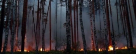 В Брянской области продолжает действовать особый противопожарный режим