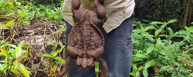 В Австралии обнаружили самую большую тростниковую жабу весом 2,7 кг — Видео