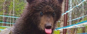 На Алтае спасли медвежонка, просидевшего на дереве двое суток