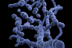 Ученые из Германии обнаружили способность бактерии Pendulisporaceae подавлять вирусы и грибки