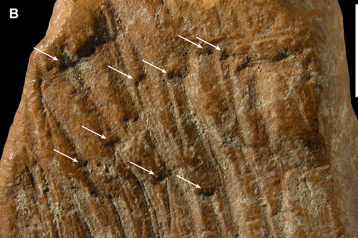 В Крыму нашли «карандаш» неандертальца