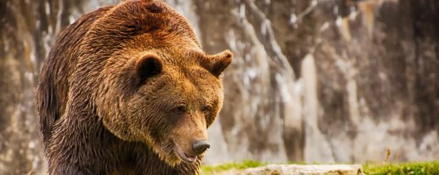 В Чувашской Республике численность медведей увеличилась вдвое
