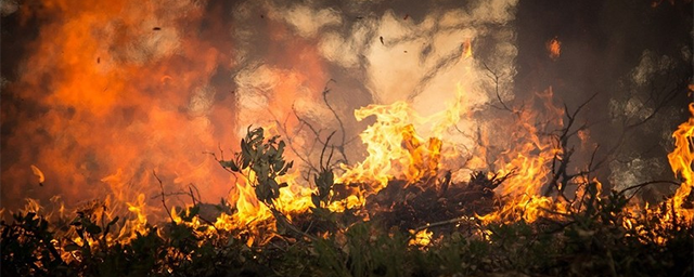 В Воронежской области за сутки выгорело 92 га леса