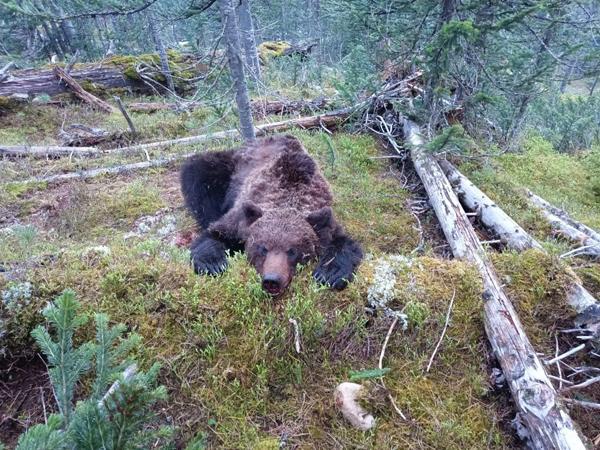 В национальном парке «Ергаки» убили напавшего на туристов медведя