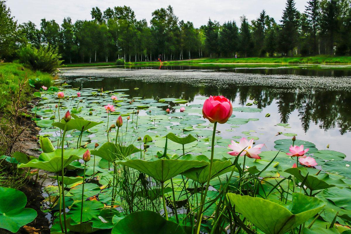 Семья Парамоновых украсила водоем в Рузаевке лотосами