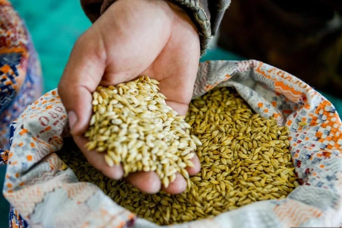 Показатели качества зерна заметно повысились в Калмыкии