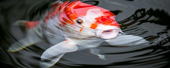 Россельхознадзор ограничит импорт рыбы из Японии с 16 октября
