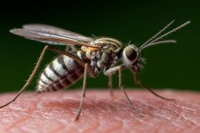 От червя под кожей до аскарид: чем чреваты укусы насекомых и контакт с землей