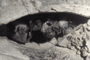 Исследователи УрО РАН подвели итоги экспедиции в карстовые пещеры Среднего Урала