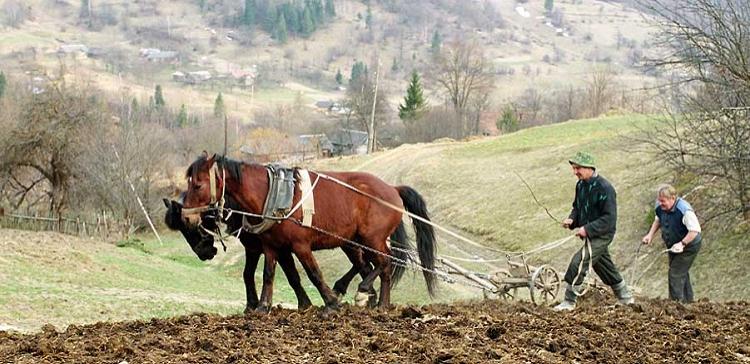 Правительство выделило 5,1 млрд рублей на развитие сельского хозяйства