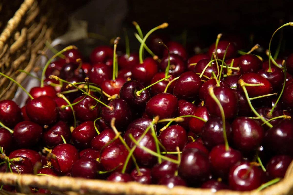 Аграрии Карачаево-Черкесии добились рекордного урожая благодаря расширению садов